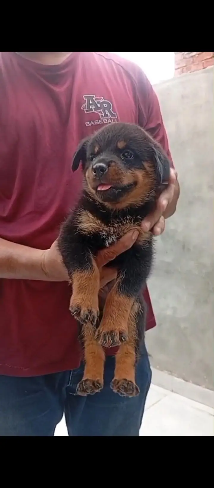 Rottweiler puppy — photo 4