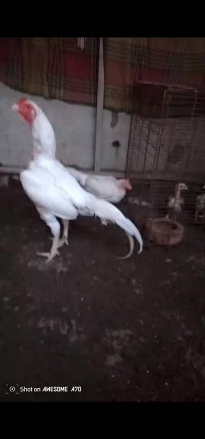 white Heera aseel chick's available