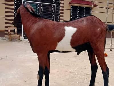 Bakra for sale makka China for sale call me