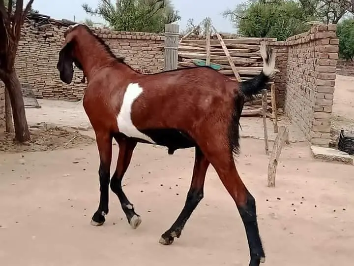 Bakra for sale makka China for sale call me — photo 2
