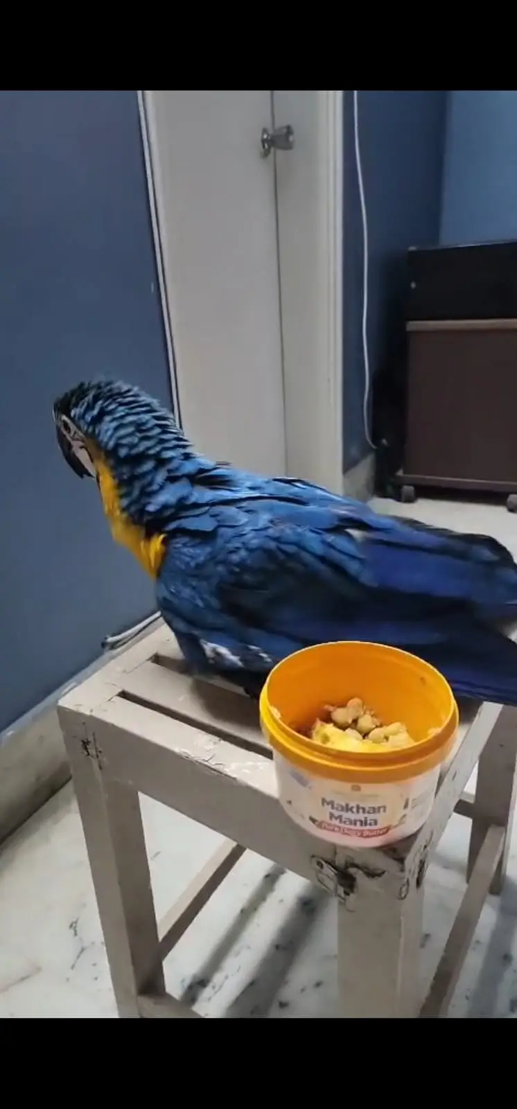 Macaw parrot | Blue golden macaw chick for hand tame — photo 3