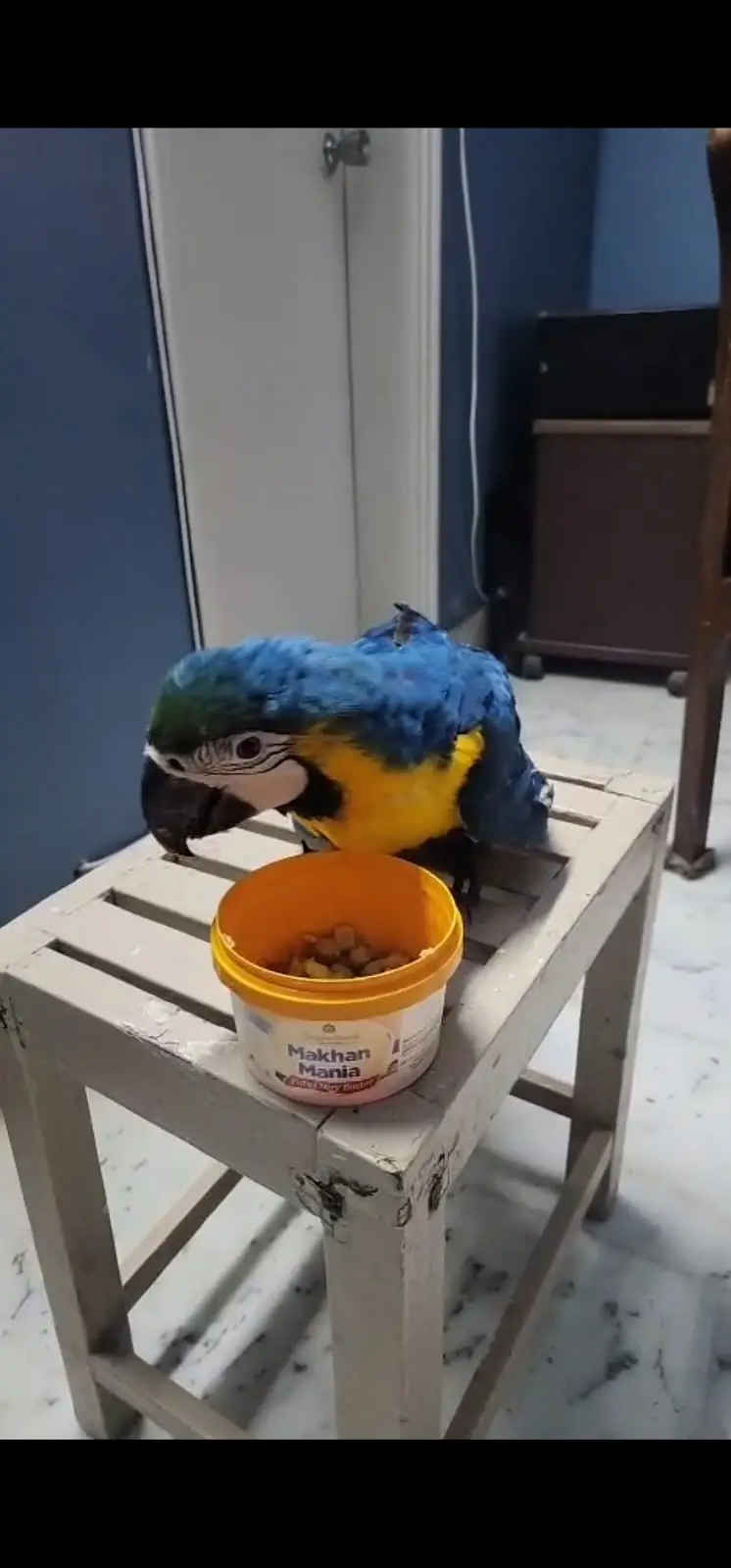 Macaw parrot | Blue golden macaw chick for hand tame — photo 4