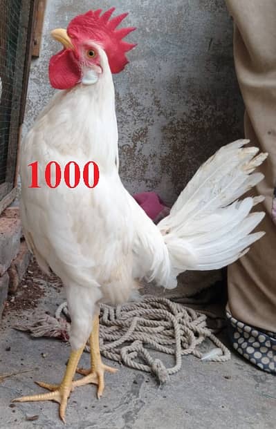 Murga
