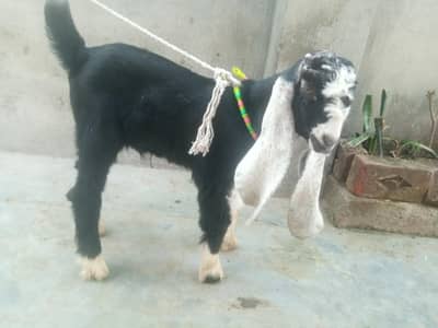 baby bakra age 25 days