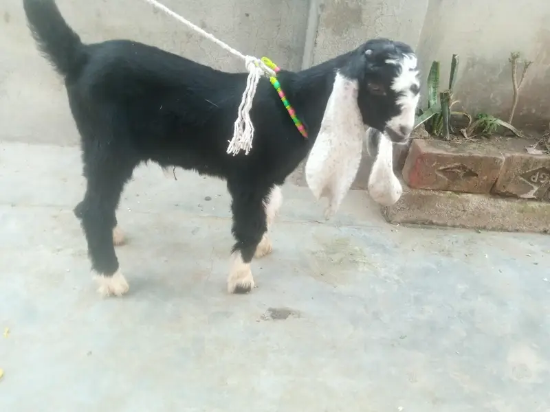 baby bakra age 25 days — photo 2