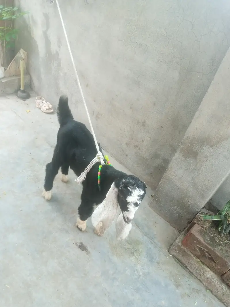 baby bakra age 25 days — photo 3