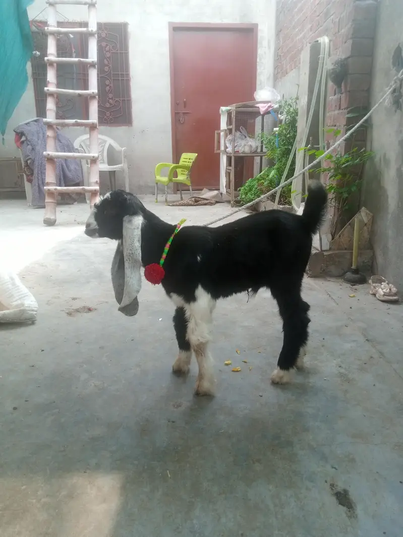 baby bakra age 25 days — photo 4