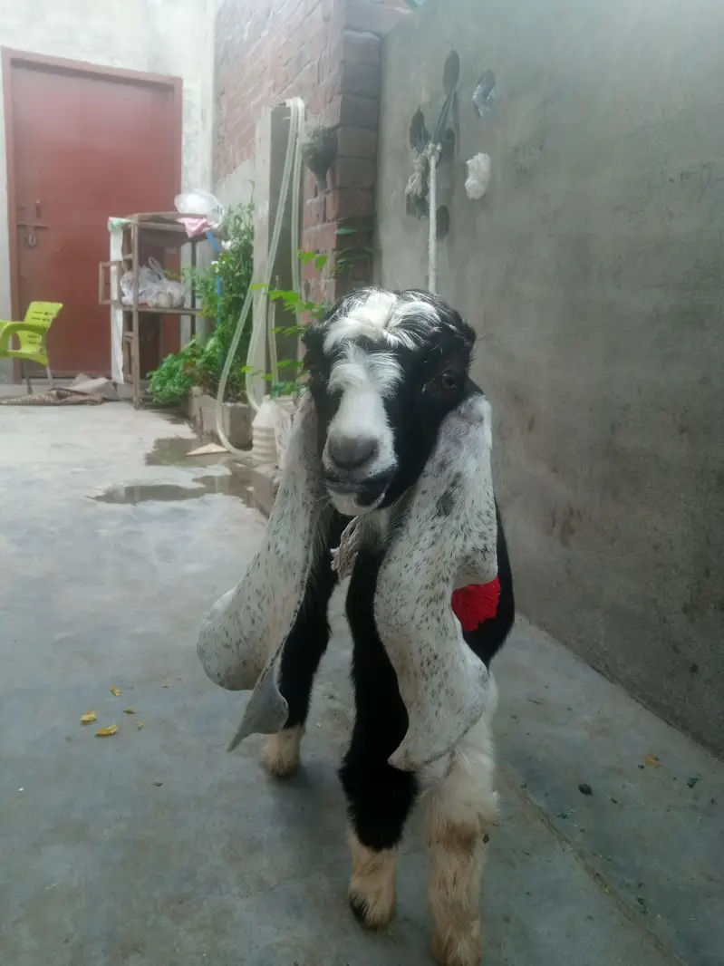 baby bakra age 25 days — photo 5