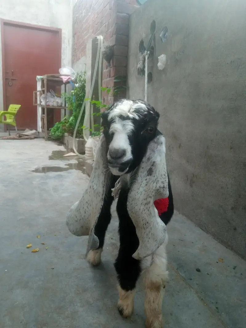 baby bakra age 25 days — photo 6