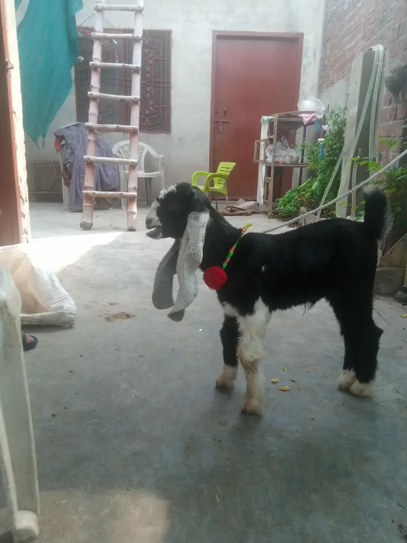 baby bakra age 25 days — photo 7