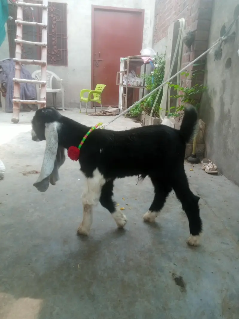 baby bakra age 25 days — photo 8
