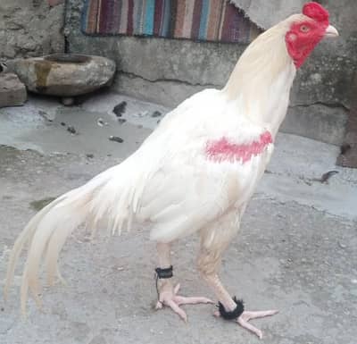 aseel murga Heera WhatsApp 03105018400