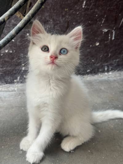 Cat Turkish agora