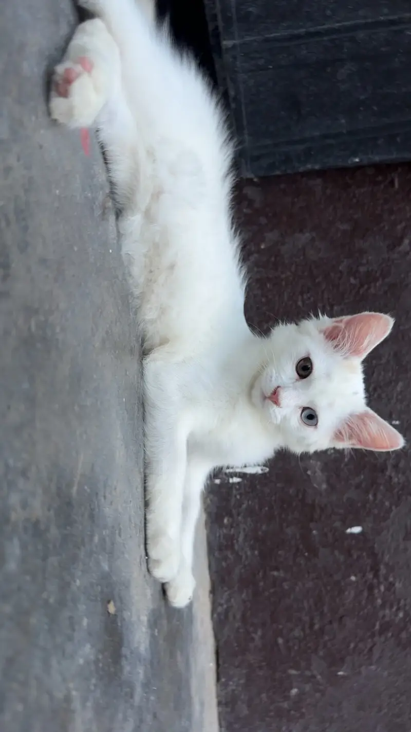 Cat Turkish agora — photo 2