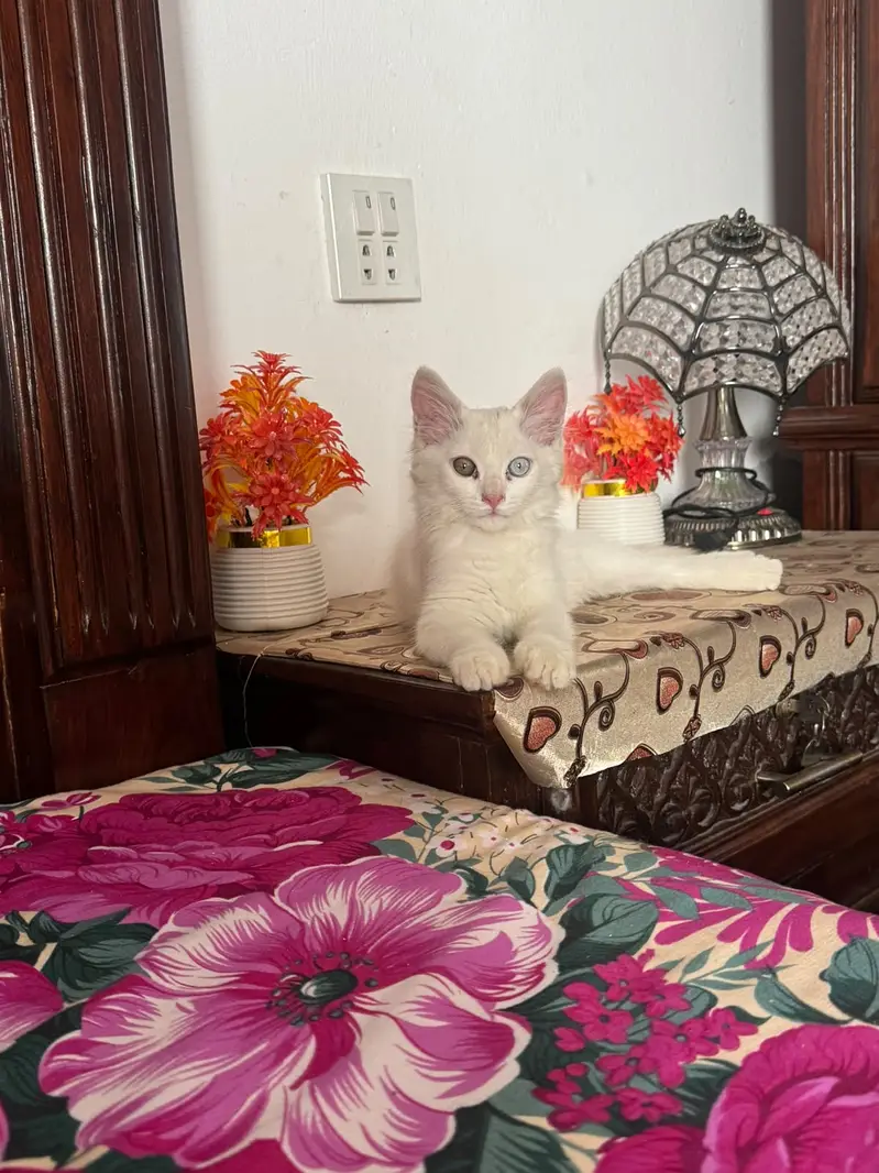 Cat Turkish agora — photo 3