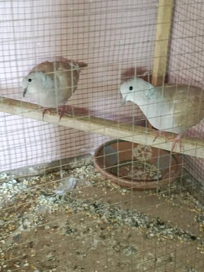 Breader pair