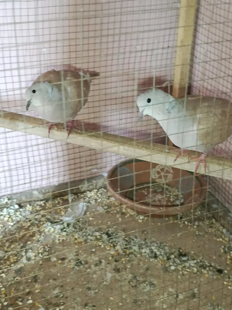 Breader pair