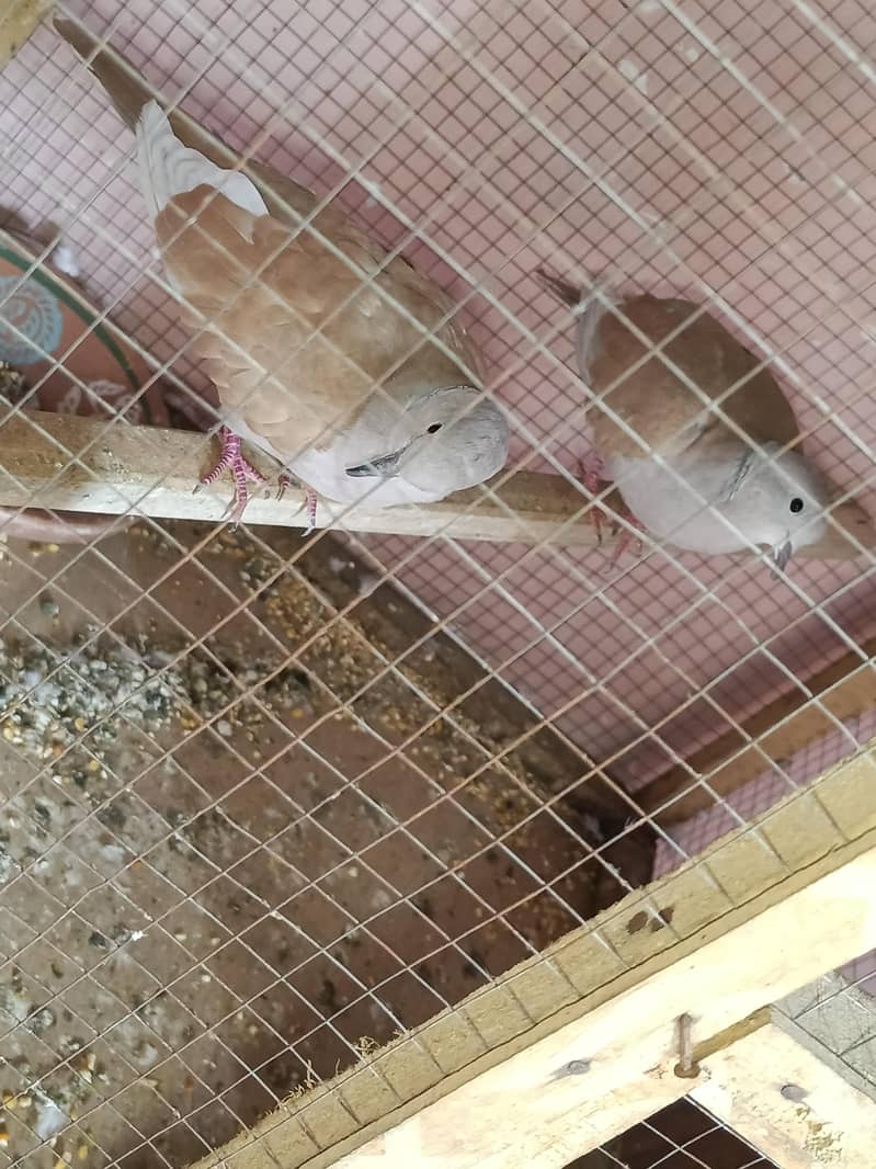 Breader pair 1