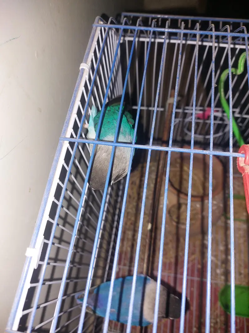 1 pair bird with cage — photo 2