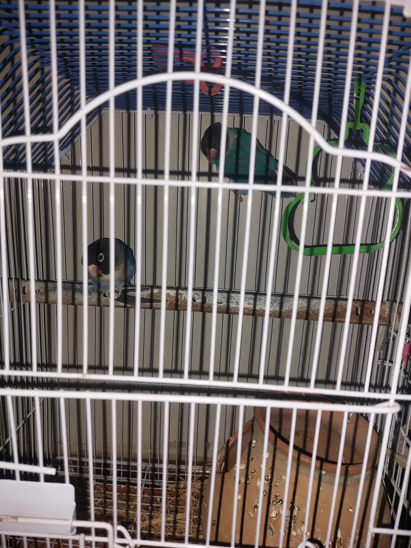 1 pair bird with cage — photo 3