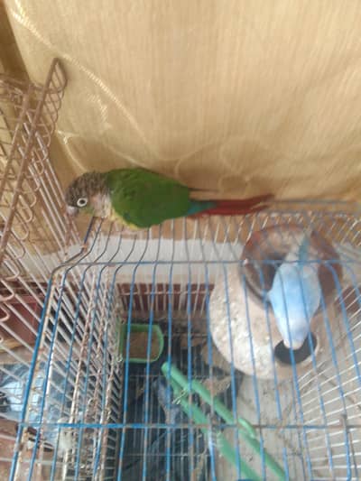 budgis pair 6 breeding also. Dove 1 paair, 1 green conure trained.
