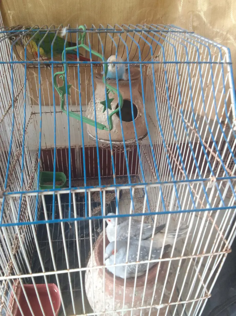 budgis pair 6 breeding also. Dove 1 paair, 1 green conure trained. — photo 2
