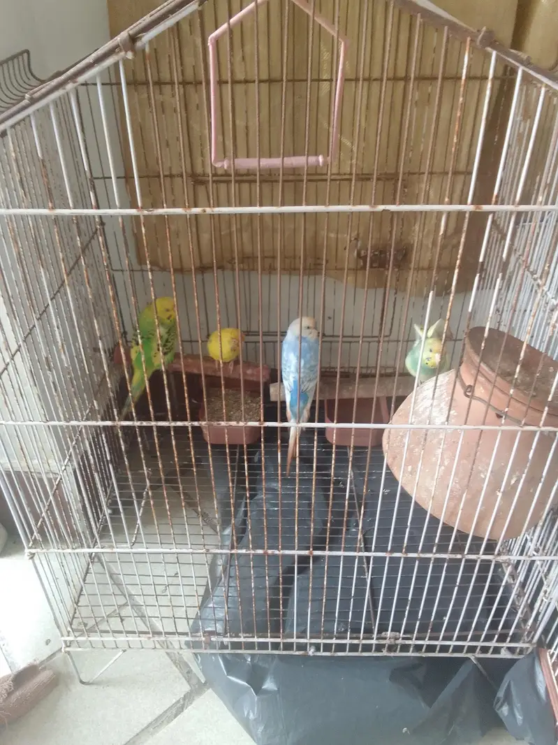 budgis pair 6 breeding also. Dove 1 paair, 1 green conure trained. — photo 3