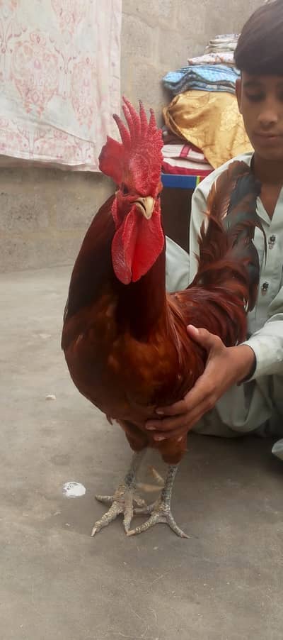 aseel murgi and misri murga for sale