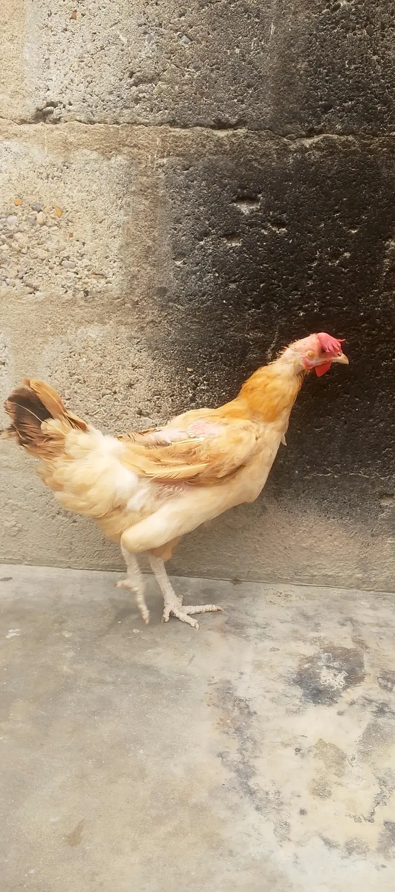 aseel murgi and misri murga for sale — photo 4