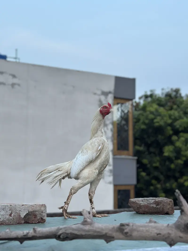 Pure miawali aseel and Herra cross — photo 2