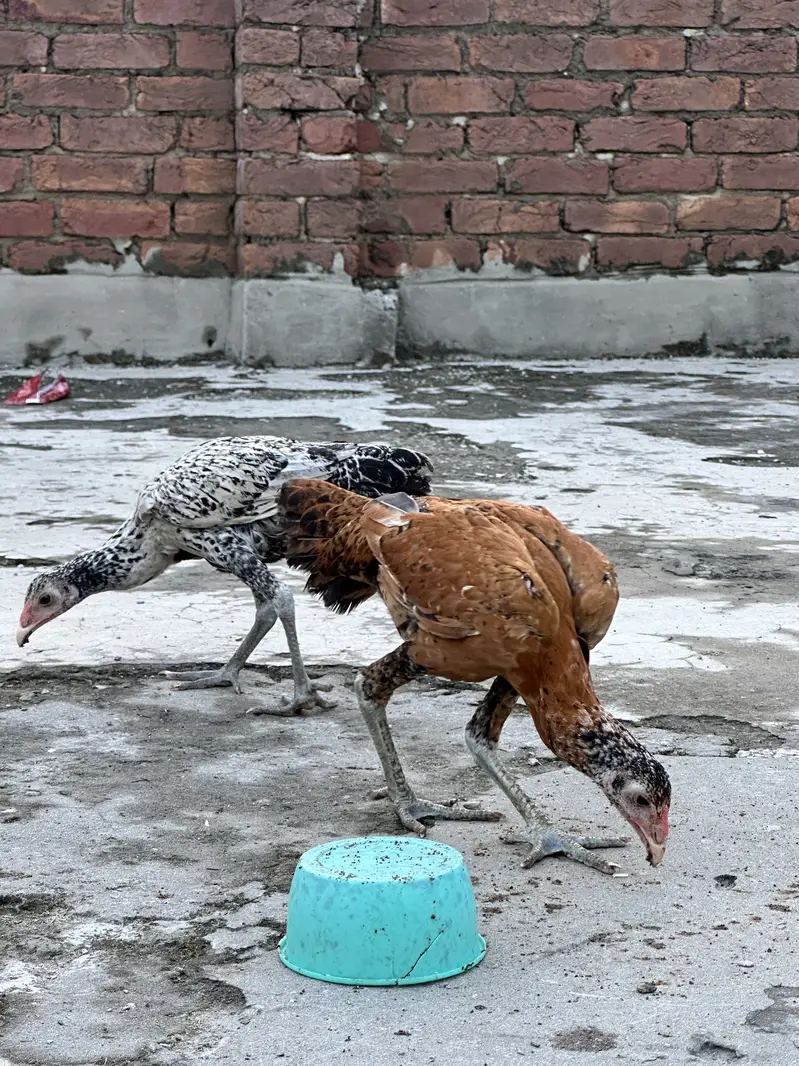 Pure miawali aseel and Herra cross — photo 6