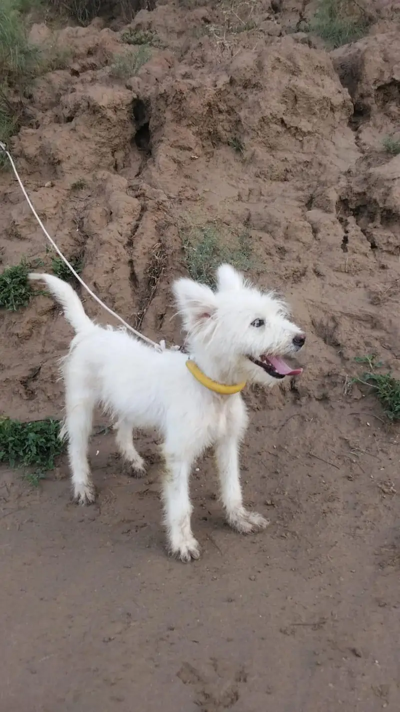 Russian female dog — photo 3