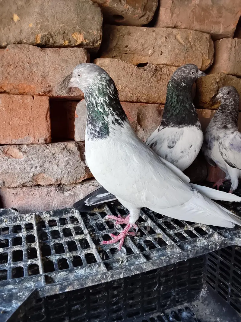 goldan bubwali madi or taddy — photo 2