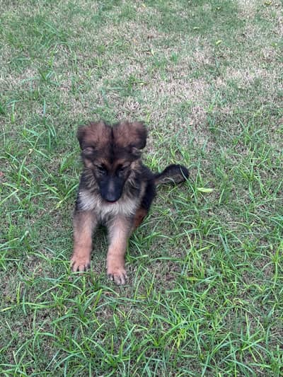 German shepherd puppies looking for new homes