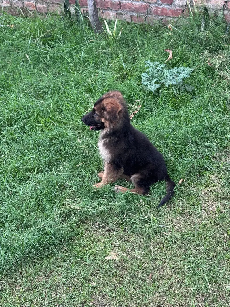 German shepherd puppies looking for new homes — photo 2