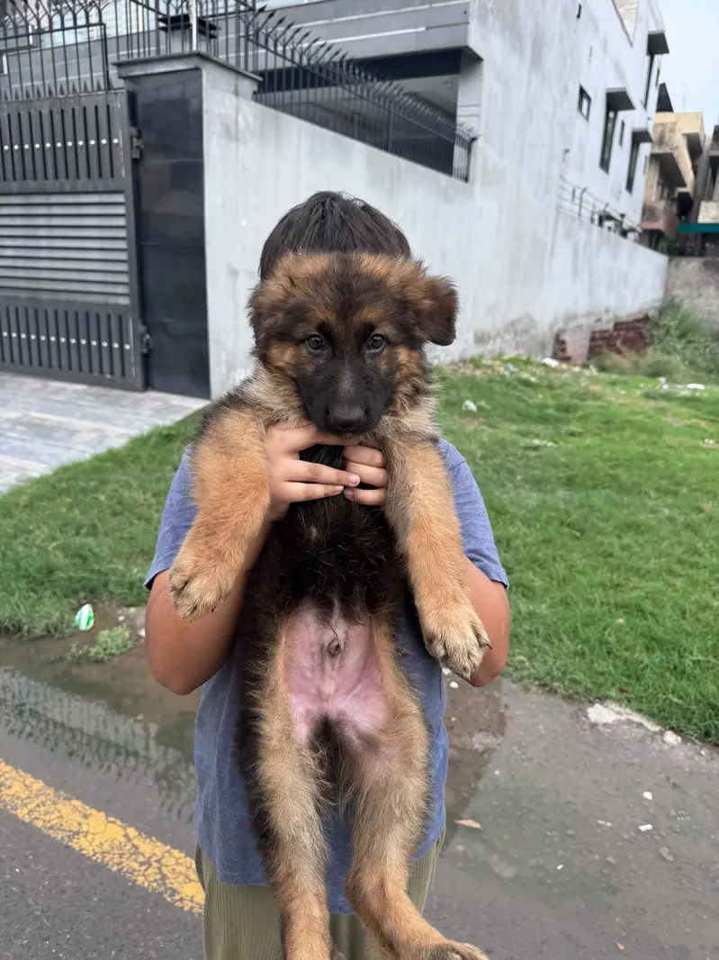 German shepherd puppies looking for new homes — photo 3