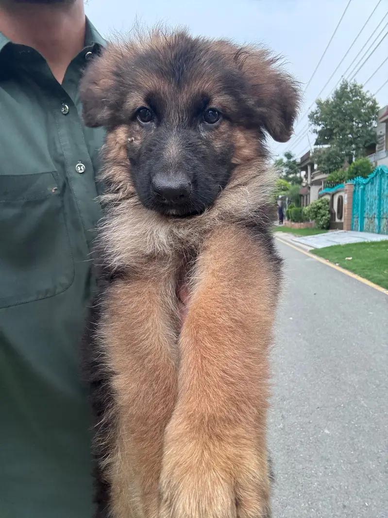German shepherd puppies looking for new homes — photo 4