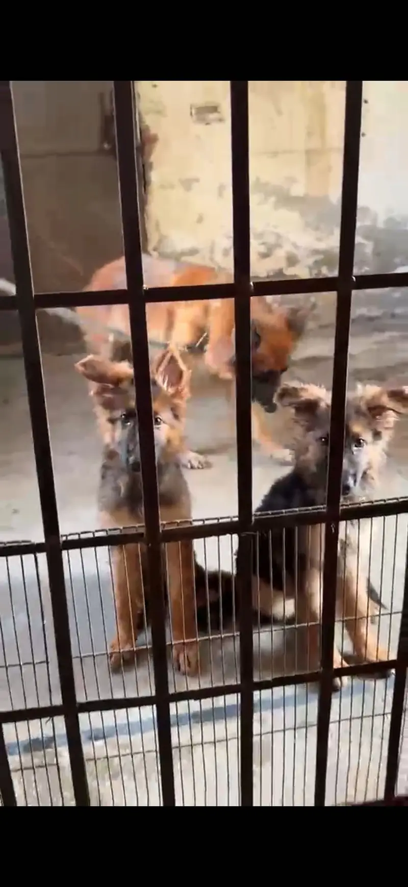 German shepherd puppies looking for new homes — photo 6