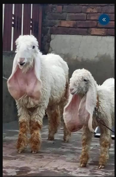 kajla chatra | top quality Breed kajla | Sheep Available For Sale