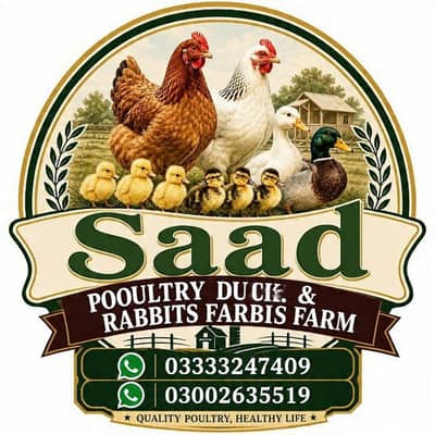Golden Misri hens for sale