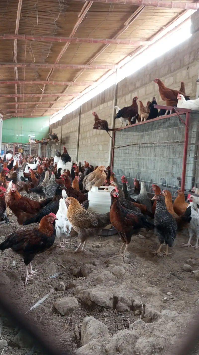 Golden Misri hens for sale — photo 2