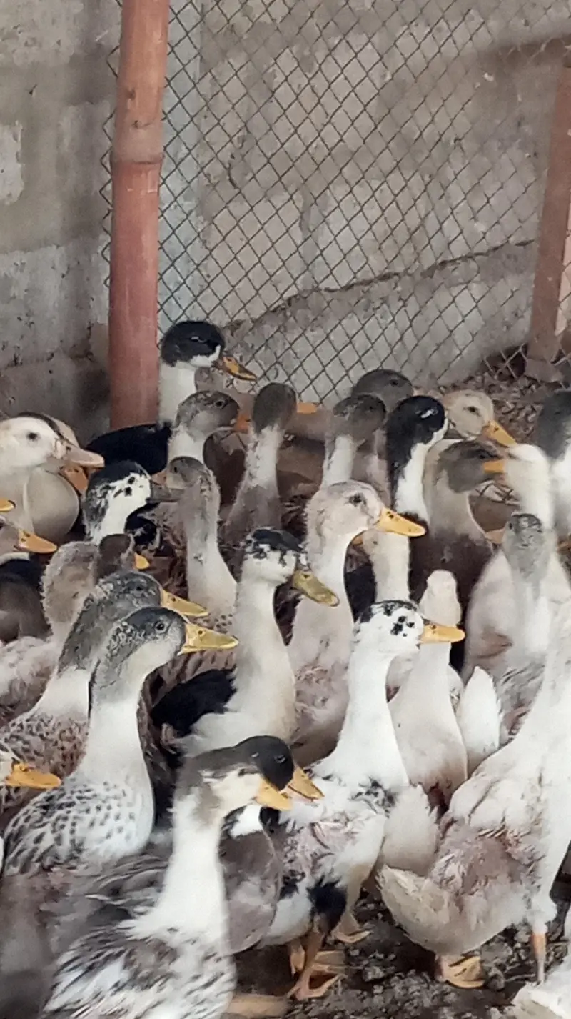Golden Misri hens for sale — photo 3