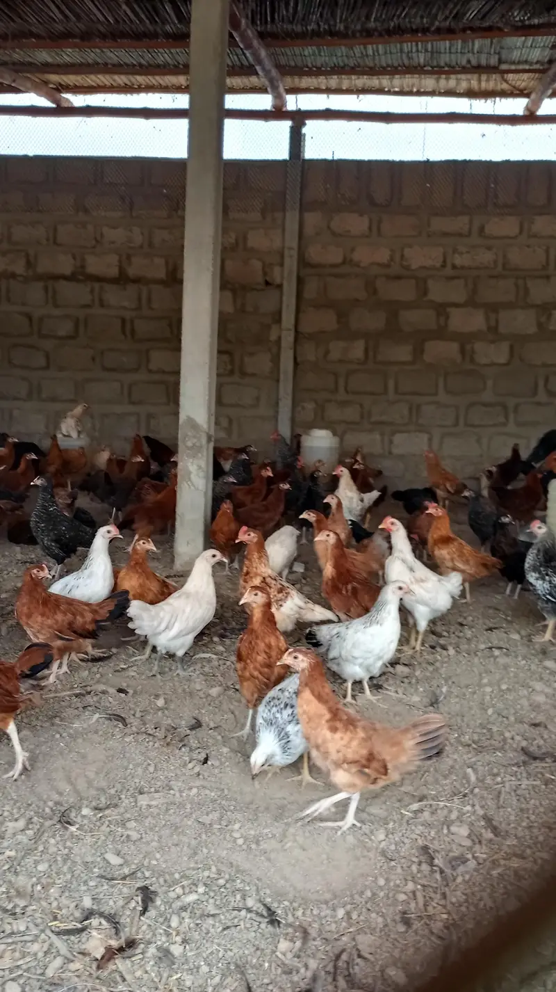 Golden Misri hens for sale — photo 4