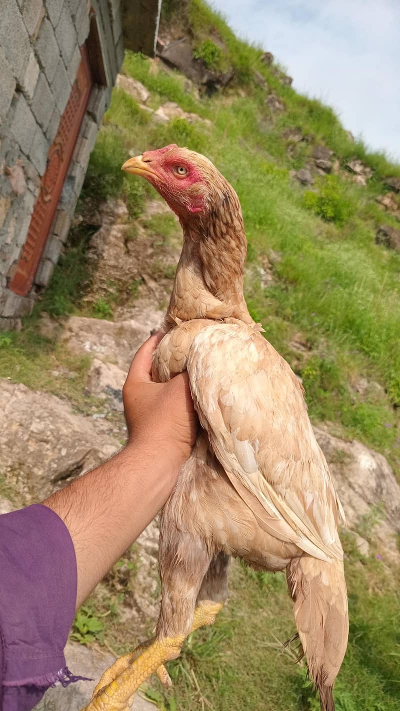 old breed 1