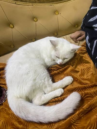 Male Persian cat