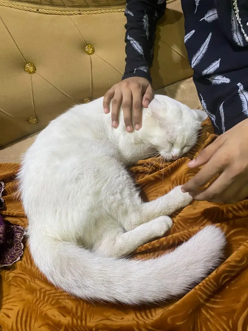 Male Persian cat — photo 2