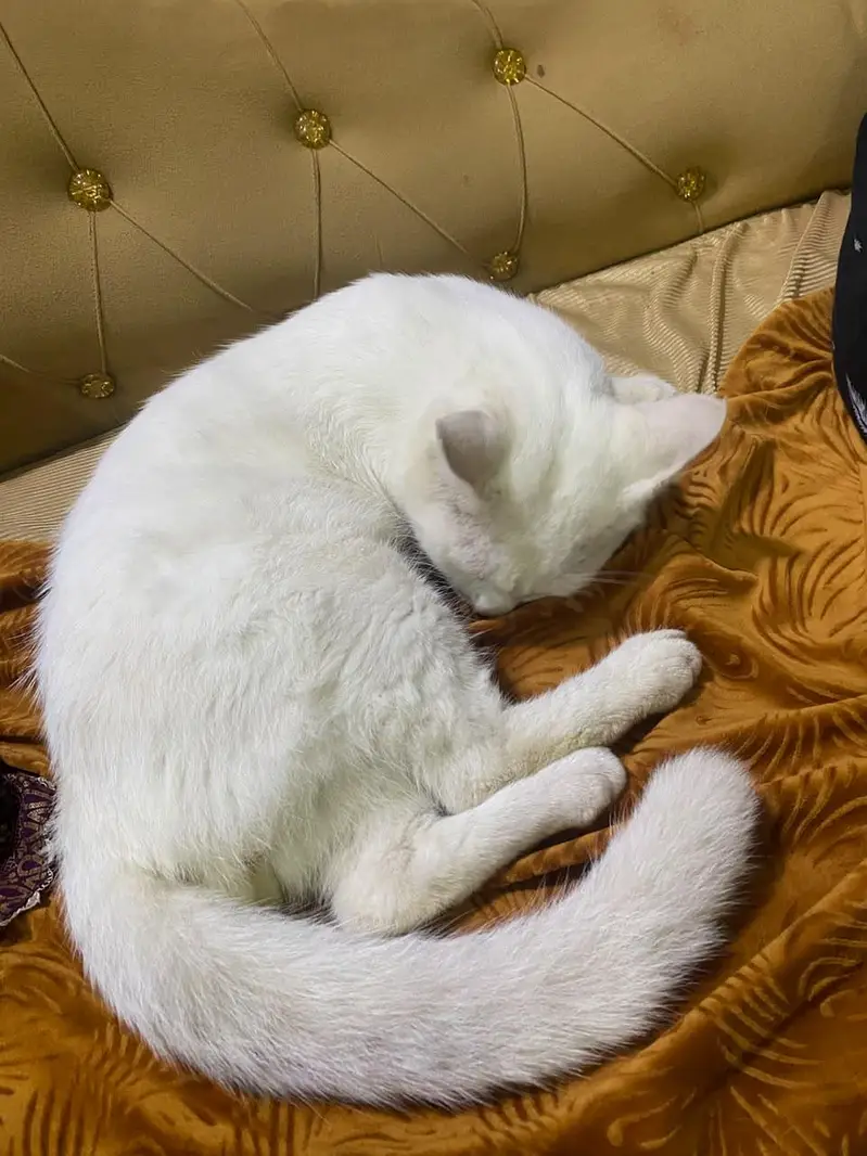 Male Persian cat — photo 3
