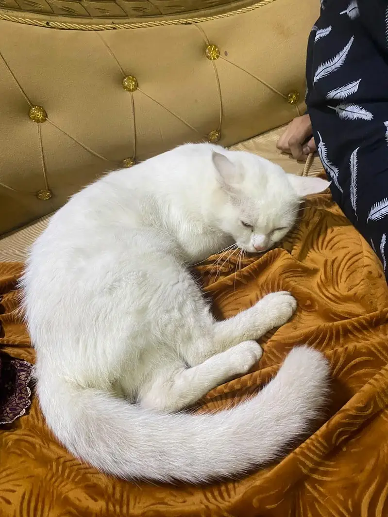 Male Persian cat — photo 4