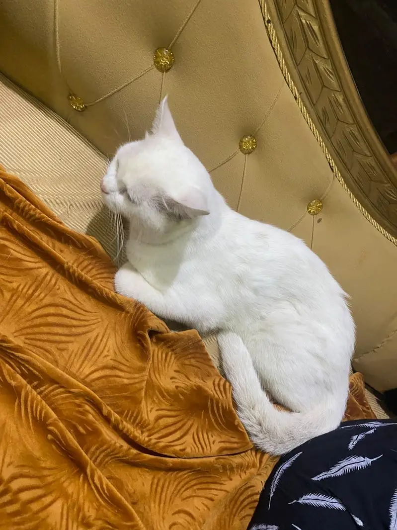 Male Persian cat — photo 5
