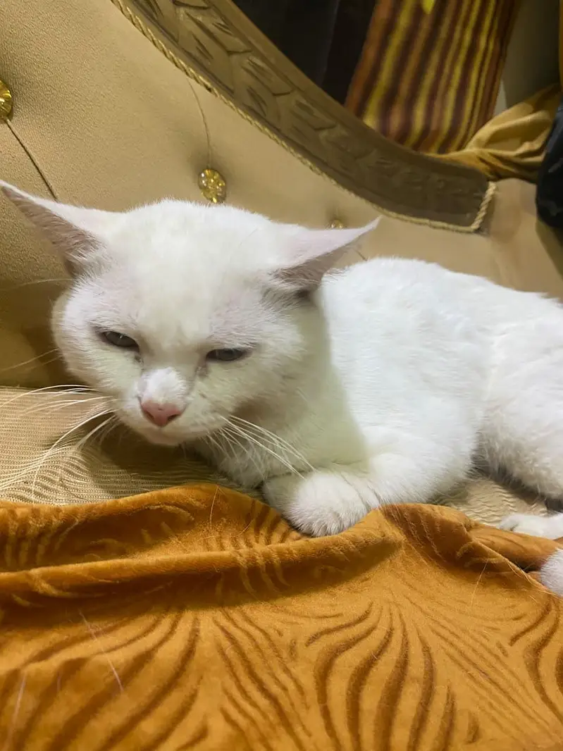 Male Persian cat — photo 6
